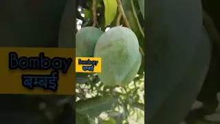 बम्बई आम।।Bomai mango #mangovarieties  #mango