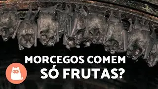 O QUE OS MORCEGOS COMEM? Tipos de acordo com a alimenta&ccedil;&atilde;o