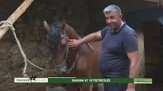 RAHVAN ATLARI - RAHVAN AT YETİŞTİRİCİLİĞİ ERZURUM 09.09.2021