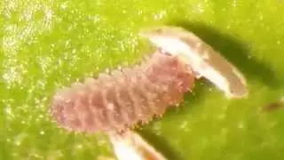 Cybocephalus nipponicus larva feeding on Euonymous scale