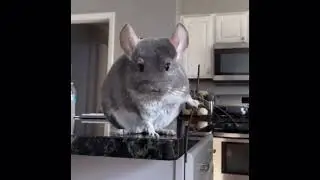 Ninja Chinchilla