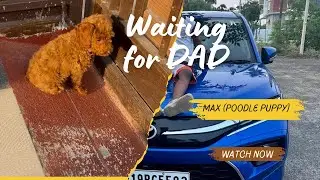 Max (poodle puppy)waiting for Dad #dog #puppy #petshub #funnypets #funnyvideos #poodle 