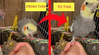 How To Tame Your Cockatiel Bird- The Expert Step-by-Step Method Revealed