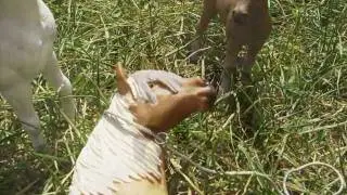 (Schleich Chevaux) La Harde de Rendorie - Episode 2