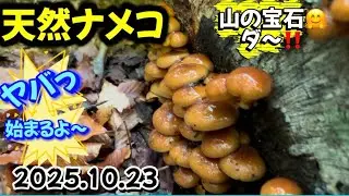 2025.10.23[天然ナメコ]やっと始まりました🤗ブナナメコ火蓋を切った日になりました。