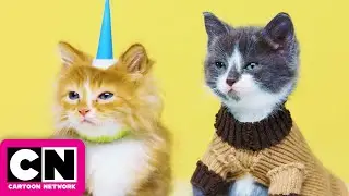 Gumball and Unikitty as Real Life Kitties | Cartoon Network