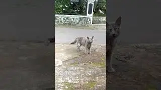 sound cats#cute#funny #viral#cat#meow