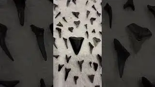 Myrtle Beach Sharks Teeth ❤️2 afternoons at our 🍯 Hole🦈 #viral #sharktoothhunting #myrtlebeach