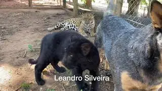 Duelo de Titãs!! 😳