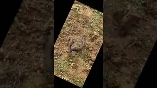 suara ular cobra