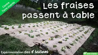 Les fraises passent &agrave; table - Exp&eacute;rimentation des 4 saisons