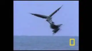 Белобрюхий орлан