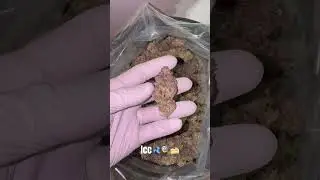 Hermoso fenotipo de ice cream cake #educaci&oacute;n #plantas #cultivocannabis