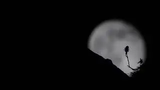 Full Moon Hunting 11