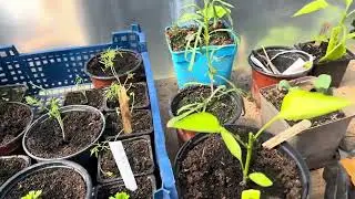 Mai au potager, semis, plantation, débuter son potager.