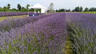 Lavanda del Brenta. Fiesso d artico Ve