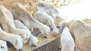 نعجة لي والدة كنعلفها باش دغيا تعمر