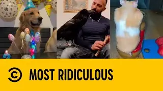 Purr-fect Pets | Most Ridiculous