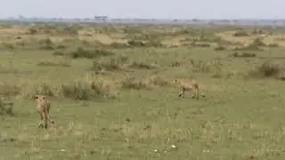 Cheetah vs jackal