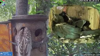 African Grey Hornbills attack the Green Wood Hoopoe chicks and Mom Wanda, who is protecting them.