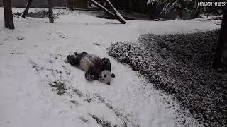 #Shorts Cute and plump panda