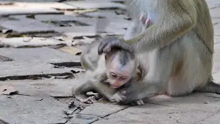 Sometime small Lily angry to mom Libby weaning to her from milk |