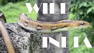 साँपों में सुंदर रुपसुन्दरी | Beautiful snake of India 