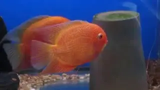 Severum, Super Red Severum Reproducci&oacute;n, Breeding !!!! Severum Red Spot Spawning ...