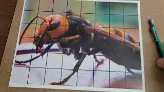 Art Lab: Animal Grid Drawings, Part 1