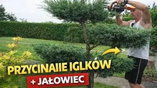 Przycinanie iglaków : Jałowiec pośredni Pfitzera HETZII cięcie artystyczne na ogrodowe bonsai niwaki