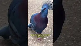 Meet the Stunning Victoria Crowned Pigeon