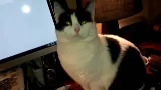 BipCat plays with BipCoin button with BipCat's face on it