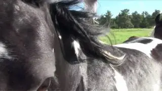 Black Hills Wild Horse Sanctuary 45 sec spot