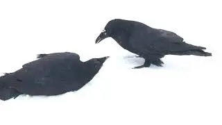 More Raven Snowball Games