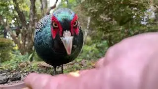 雉 キジ / Pheasant , Japan's national bird.