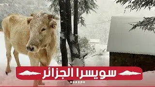 #البويرة: #مشاهد ساحرة من أعالي #جبال #تيكجدة وهي تكتسي البياض.. 😍