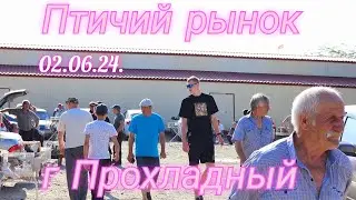 Голуби цены Птичий рынок г Прохладный