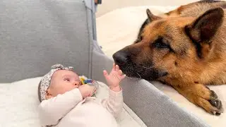 German Shepherd Becomes the Baby&rsquo;s Gentle Protector