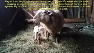 Une belle surprise au Domaine du Ch&acirc;telet &agrave; Ferdrupt
