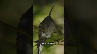 Лучшее в мире место для серфинга... это река?!