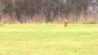 Greyhound Lure Coursing