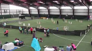 All Breed Rescue & Training Colorado Springs