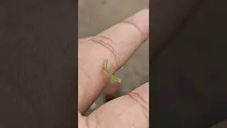 🐛 🐛🐛🐛🐛🐛 #4k60fps #nature #cinamatic #minivlog #noeditvideo