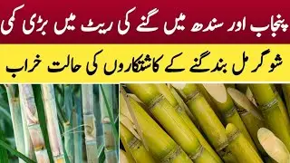 Sugar Cane Today Rate In Punjab/Sindh/Sugar mills Closed/Sugar cane /Gana latest Price/03.01.26