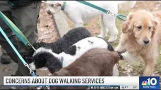 Booming dog walking industry lacks training, education, local animal control says (2023)
