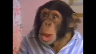 PG Tips chimps tea advert. Classic commercial with chimpanzees. (UK, 1992)
