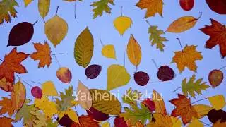 Autumn Leaves Falling - Stock Footage