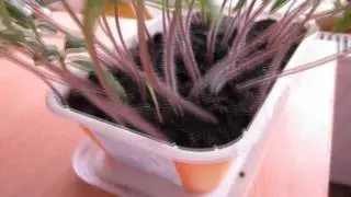 Datura stramonium seedlings
