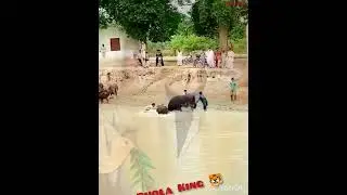 Buffalofight 🐂 Kushte Mila Dari Mero APNA sandha BHOLA 🦅 KING ke shashki 👑🦅🐂🥰