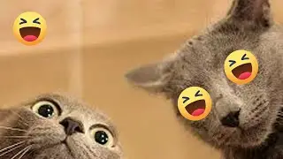Top 100 Funniest Animal Videos of All Time 😂😁